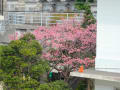 旧正月の頃の桜のある風景