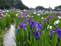 2014/06 梅雨の花菖蒲　～東村山 北山公園～