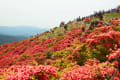 奈良・葛城山のツツジ