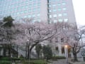 新大阪駅の桜