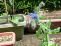 野草の花が咲いて・・・