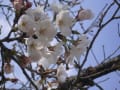 2010桜　（２)