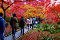 日本の秋（嵯峨野・宝筐院）