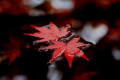 京都秋色紅葉