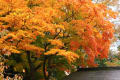 紅葉に染まる平泉中尊寺