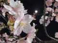 河津桜&稲毛の浜の富士と夕日