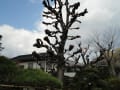 津島神社と柿陰山房