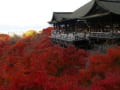 京都の紅葉を見に行きました。