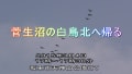 菅生沼の白鳥北へ帰る「北帰行」２０１５年３月