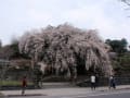 日田市大原神社のしだれ桜