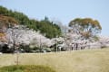 千里中央公園桜見」