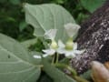 梅に似た五弁花のマタタビ