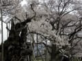 山梨県の蒲桜とワニ塚の桜