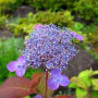 [2]20110610kamakura 247.jpg