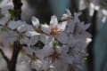 春の仲間たち　ゆすら梅・敬翁桜・函館匂い桜