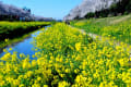 [1]大きな青空の下で広がる菜の花とサクラ、これぞ日本の春。