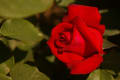 神代植物園の薔薇４２０１５春