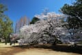 静かに桜咲く新宿御苑