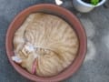 チビ子　植木鉢ねこになる