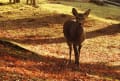 初冬の奈良公園