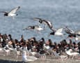 野鳥の世界(ミヤコドリ)続編