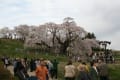 三春町の滝桜