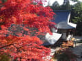 高雄山　神護寺の紅葉