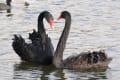 ときわ湖・仲よし黒鳥