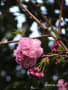 八重桜の開花