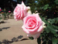 神代植物公園・バラ園にて