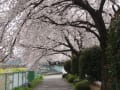 花見・・・川沿いの桜。満開～