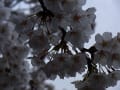 海津の桜・湖上タクシーからも撮影