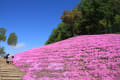 滝上の芝桜