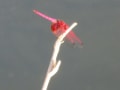 10月の紅蜻蛉