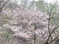 [10]山桜2.jpg