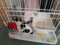 仔猫デビュー