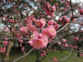 京都御所の梅と、2日間の植物園