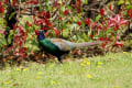 田んぼ、淀川の野鳥