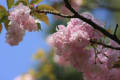 色々な桜