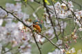 2015年桜カワセミ