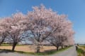 麦と桜