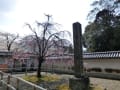 京都の醍醐寺、知恩院、円山公園の桜を満喫