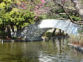 自然いっぱいの石神井公園