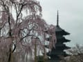 京都　桜だより　東寺②