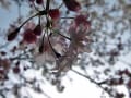 鎌倉 長勝寺 桜2012