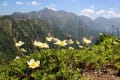 山の花　高山植物