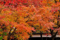 2011 日本の秋、紅葉の秋、谷汲山は横蔵寺の紅葉。