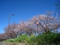 [10]20110404輪中堤桜4L.jpg