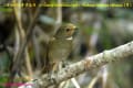 [22]Rufous-bellied Niltava26Feb2013-01a-s.jpg