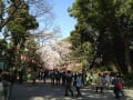 上野公園桜